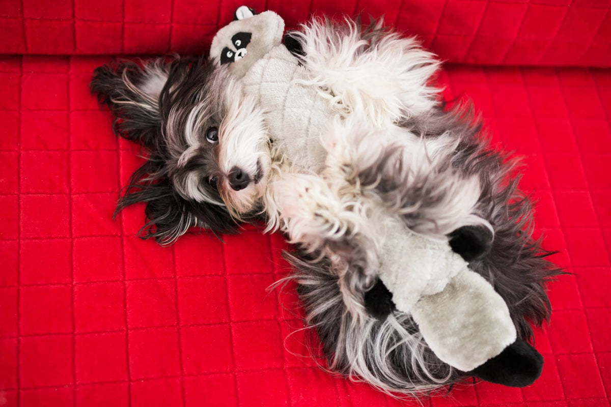Shaggy dog lying on a red sofa with a Zippy Paws Jigglerz plush raccoon dog toy