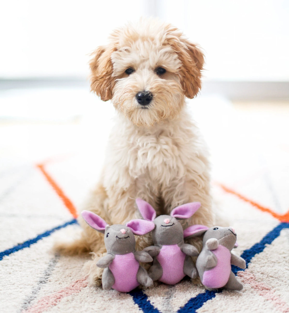 Cream doodle puppy sitting behind the squeaky bunnies from a Zippy Paws Burrow dog toy