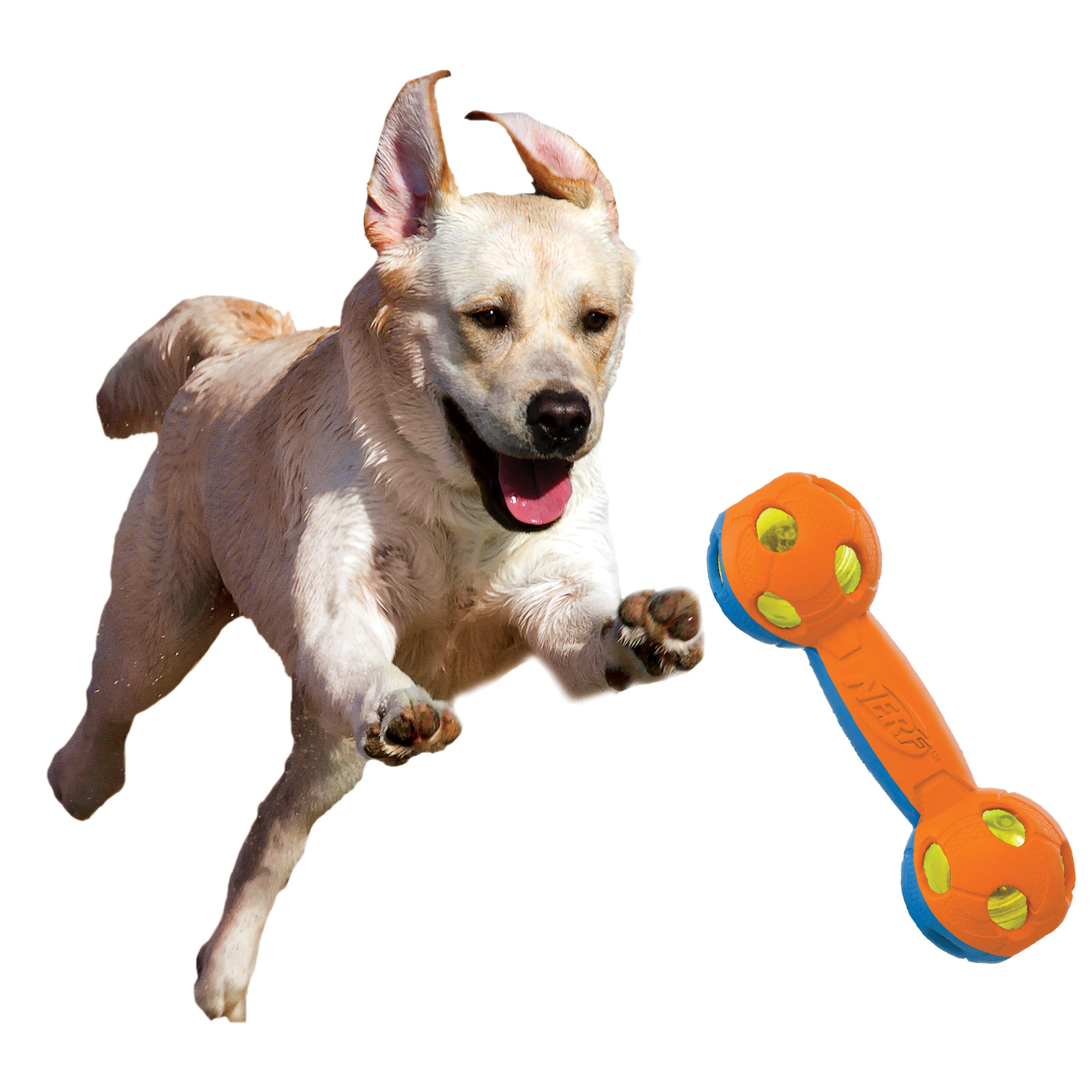 Nerf Dog Toy - Rubber Bash Led Barbell Blue and Orange 10.5cm 04