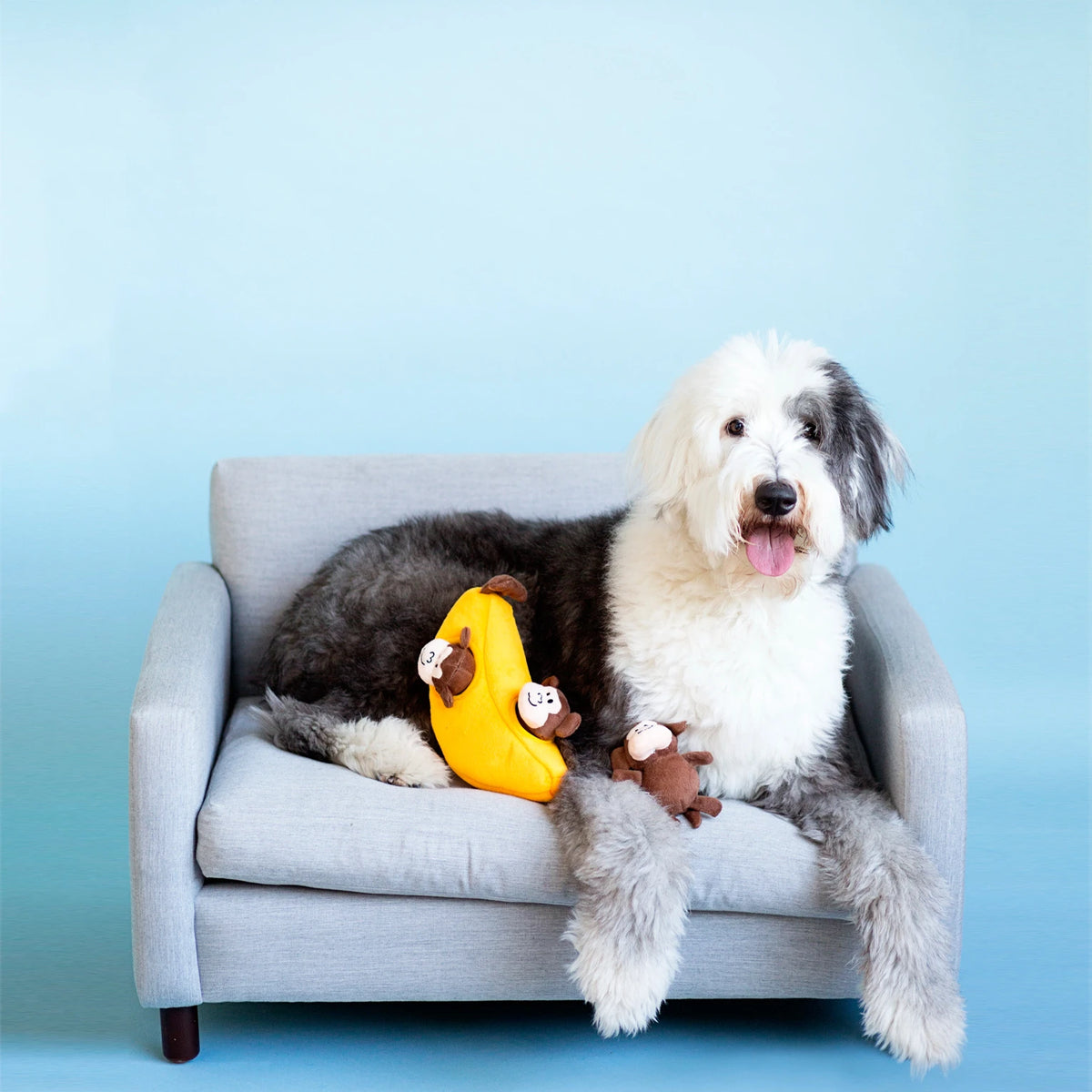 Old English Sheepdog on a small sofa with a Zippy Paws Burrow banana plush dog toy