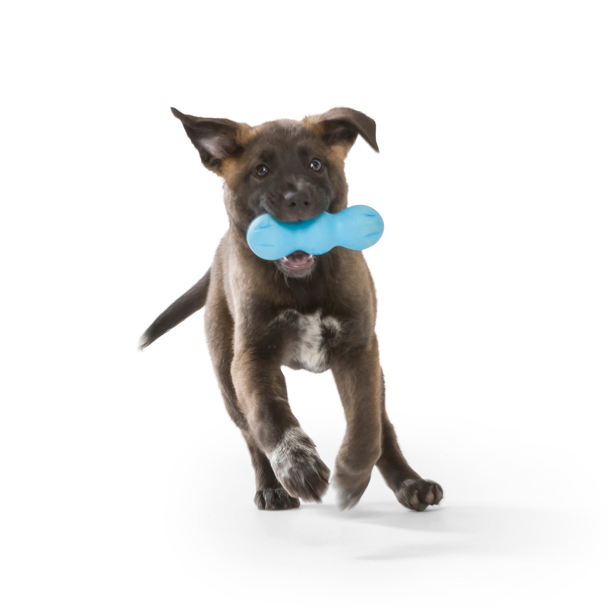 West Paw Rumpus Tough Fetch Stick Dog Toy - Medium by PeekAPaw