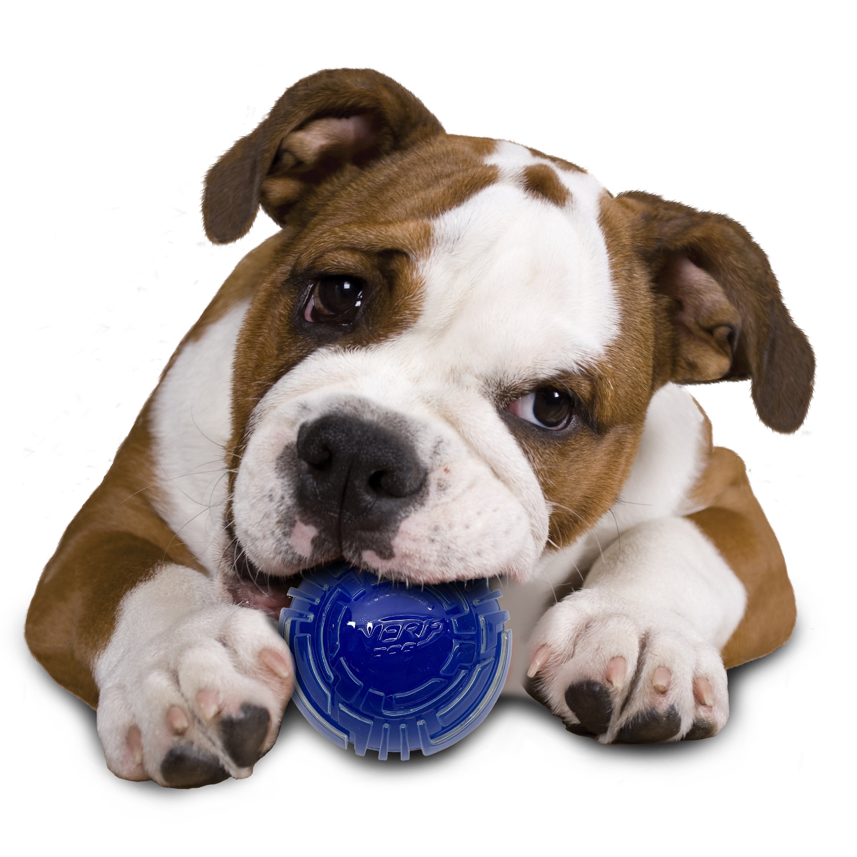 Nerf Scentology Dog Toy - Ball Bacon Clear/Blue 25cm 06