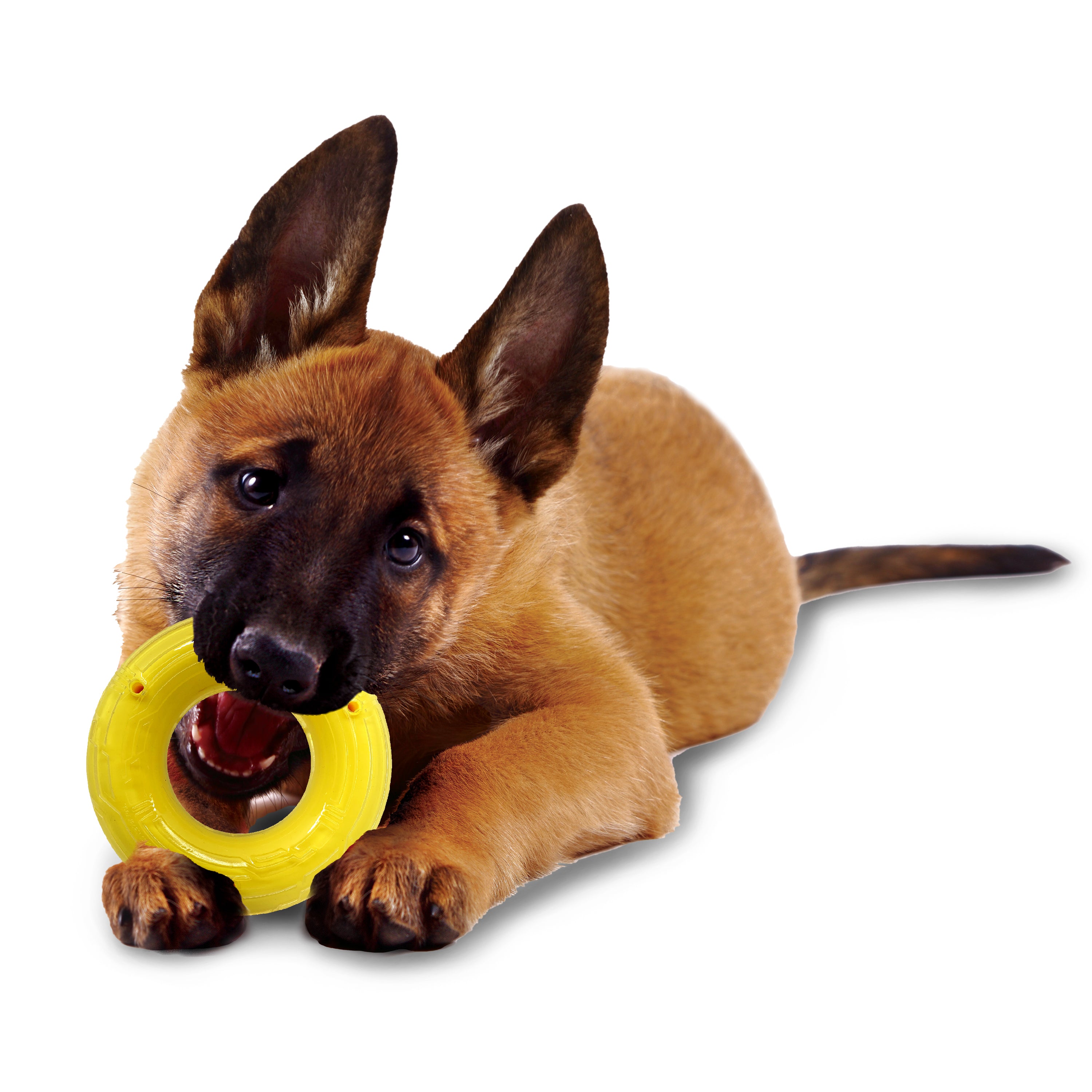 Nerf Scentology Dog Toy - Ring Chicken Clear/Yellow 15cm 05