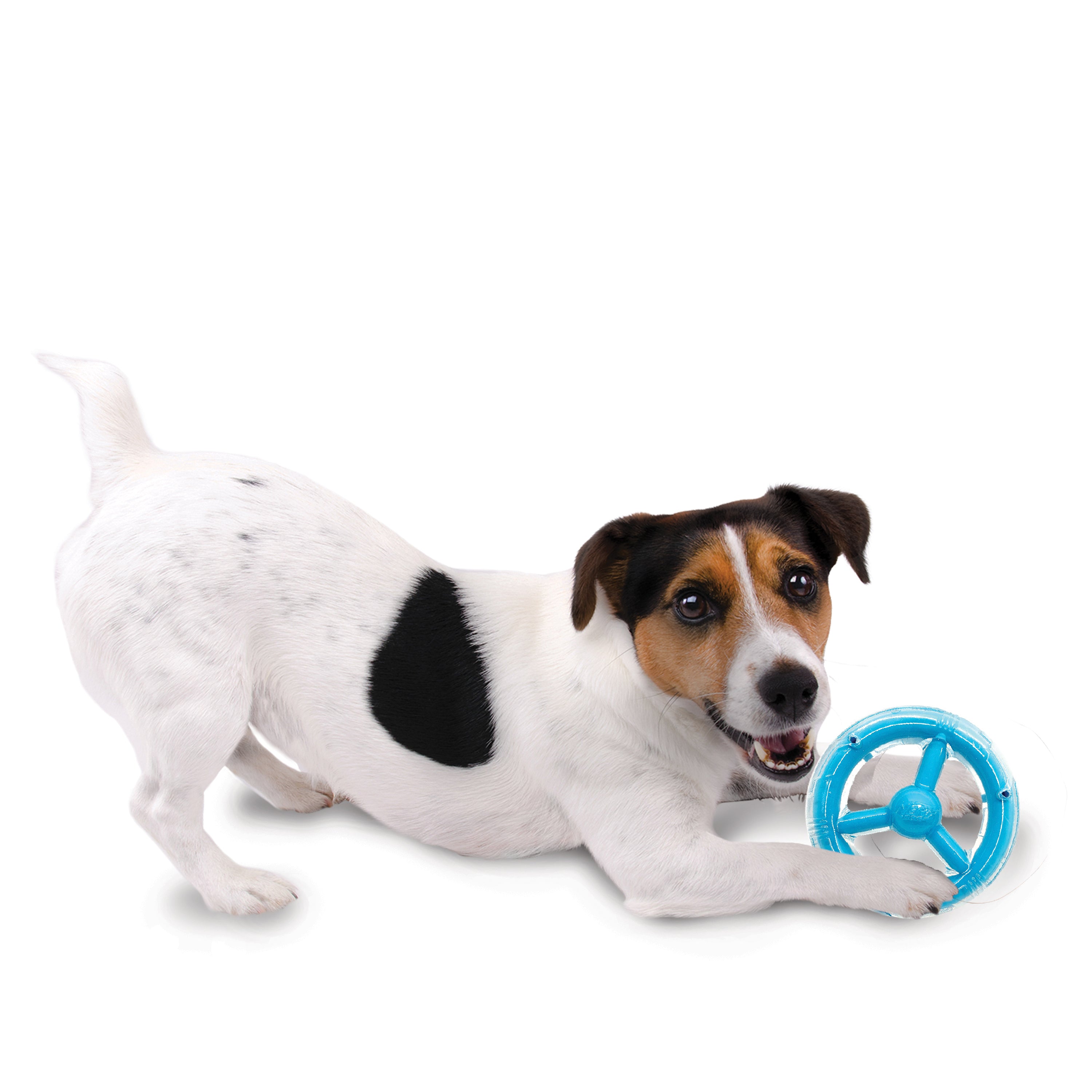 Nerf Scentology Dog Toy - Orbit Ring Bacon and Peanut Butter 16.5cm 05