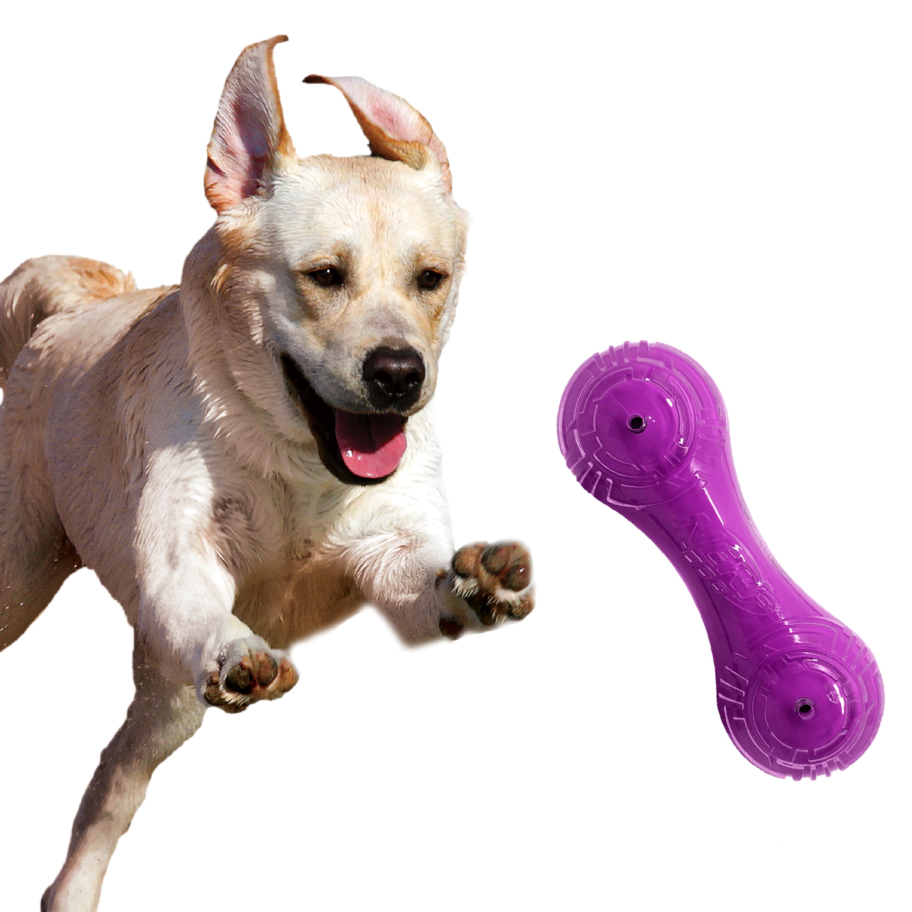 Nerf Scentology Dog Toy - Solid Barbell Beef Clear/Purple 17.5cm 05