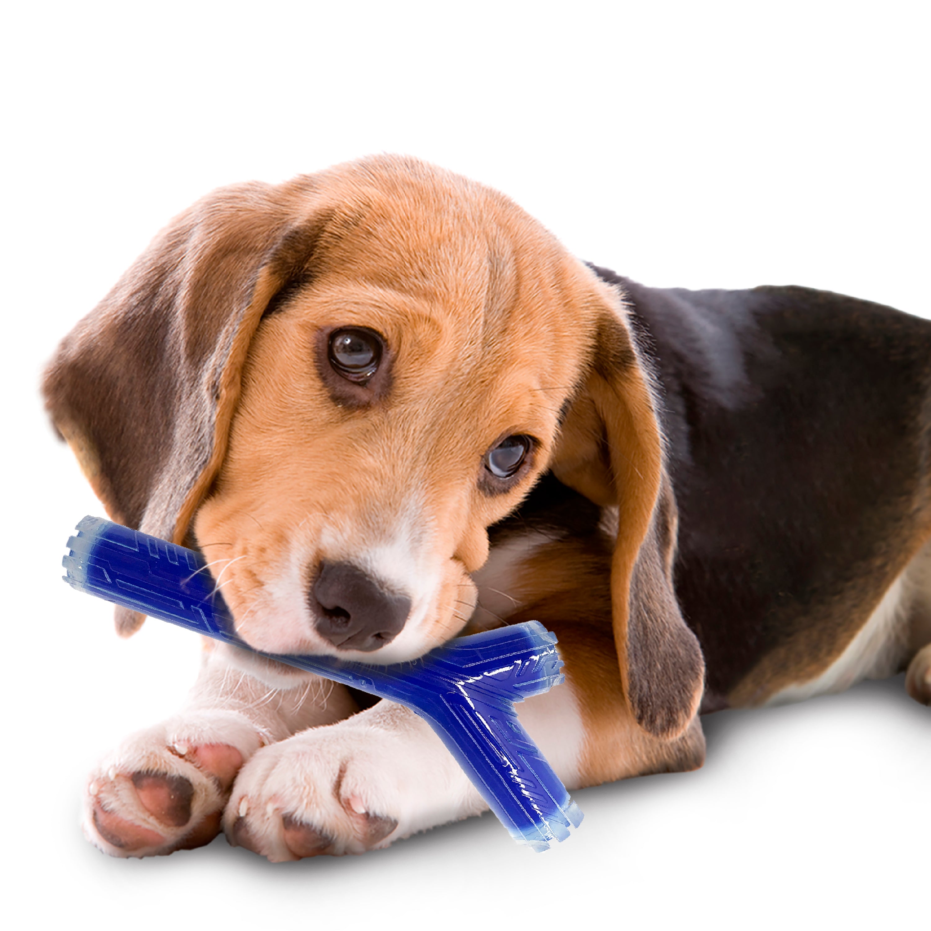 Nerf Scentology Dog Toy - Branch Stick Peanut Butter Clear/Blue 25cm 05