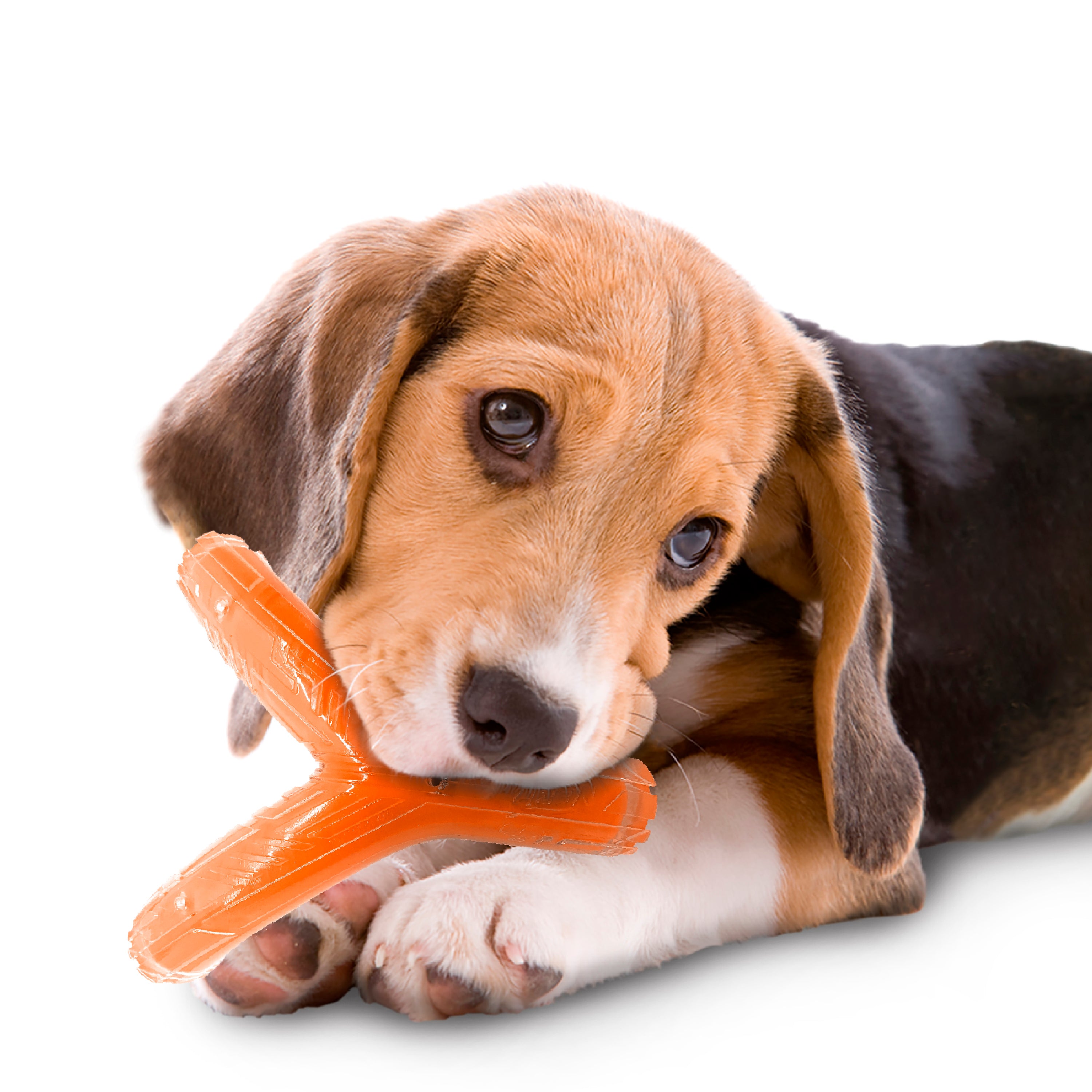 Nerf Scentology Dog Toy - Large Wishbone Chicken Clear/Orange 21cm 05