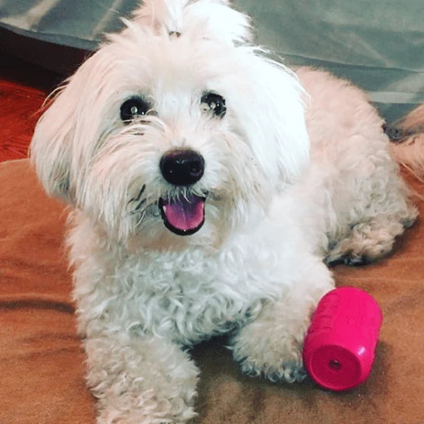 SodaPup Dog Chew Toys Puppy Can Toy