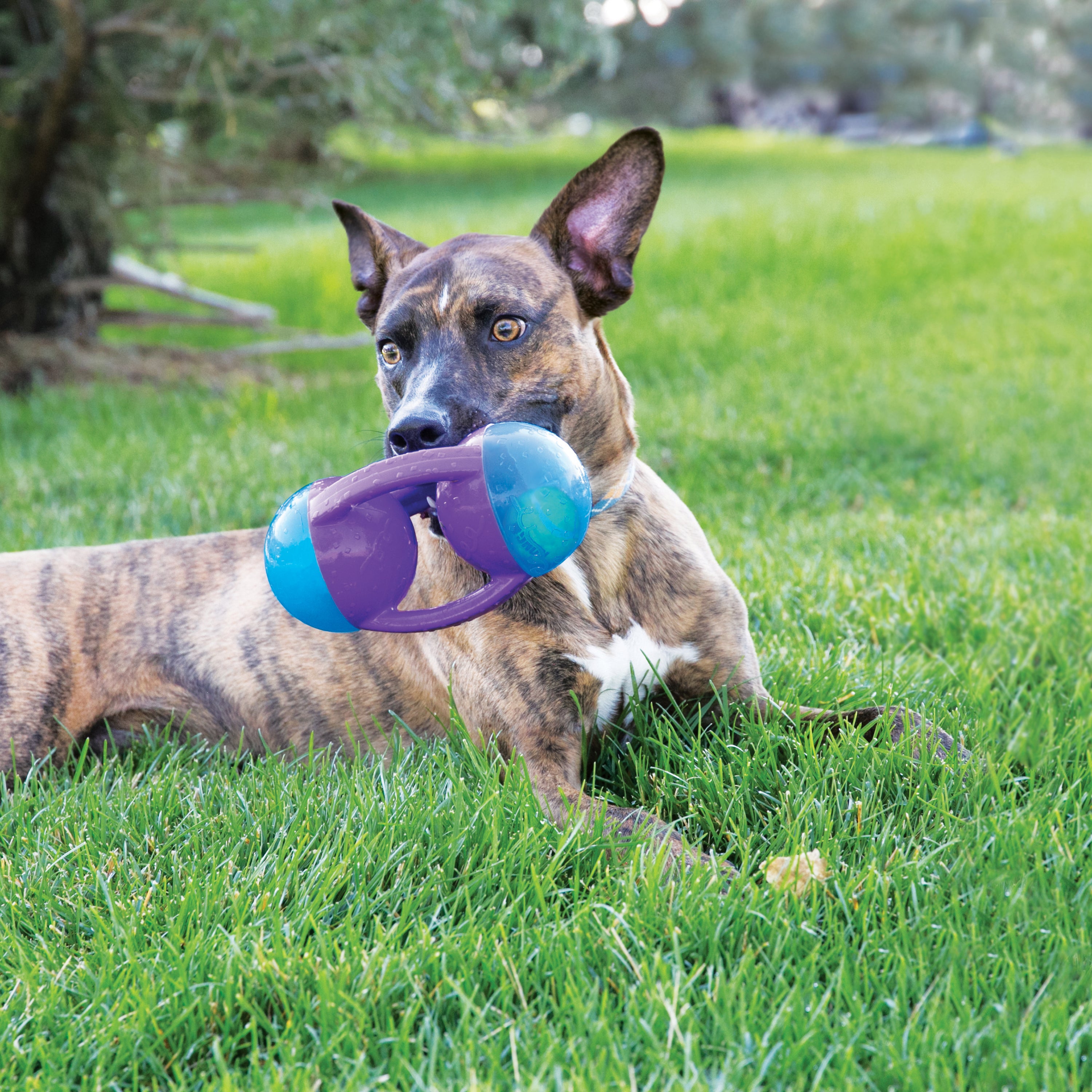 KONG Dog Toys Jumbler Disc Assorted 05
