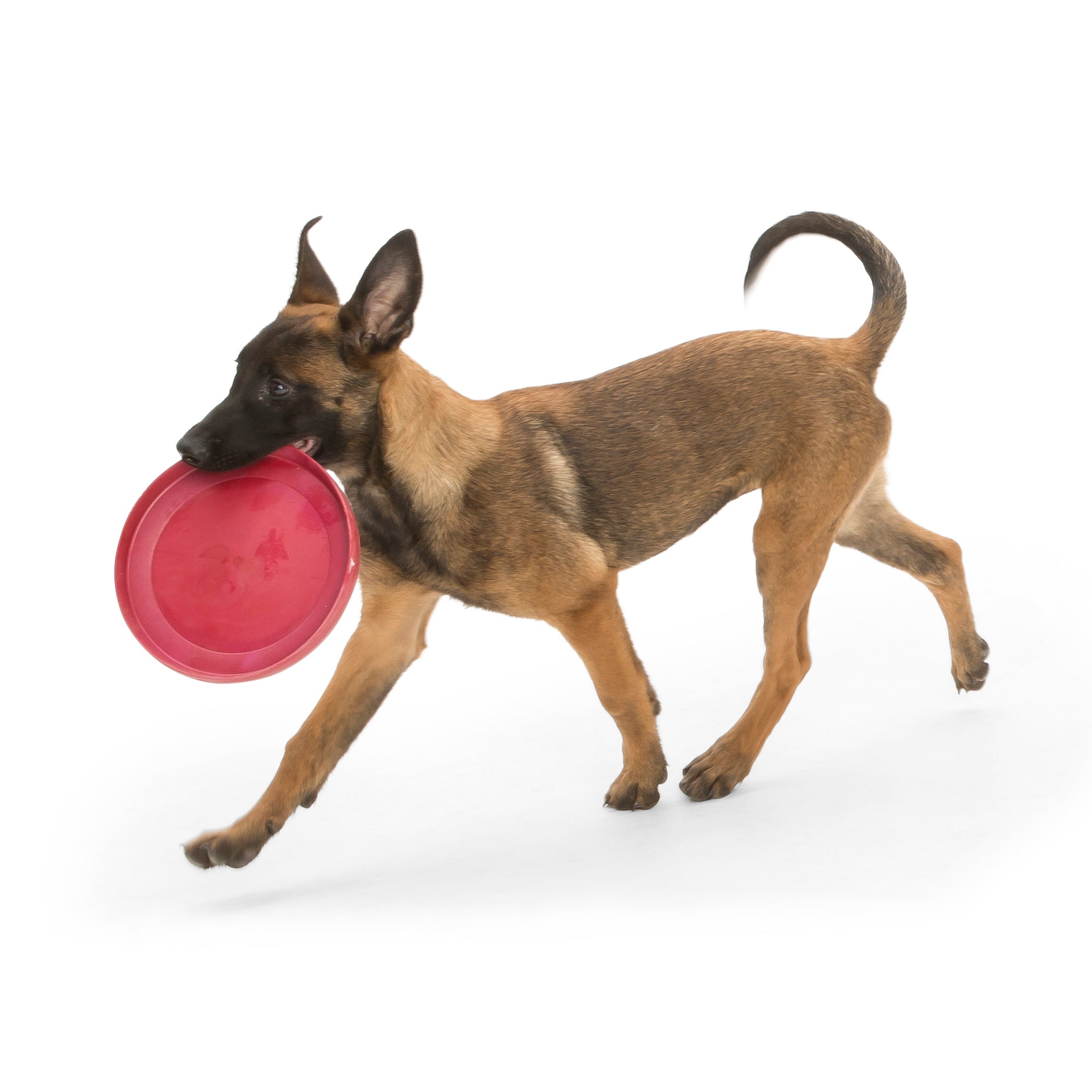 West Paw Zisc Flying Disc Fetch Dog Toy - Large by PeekAPaw