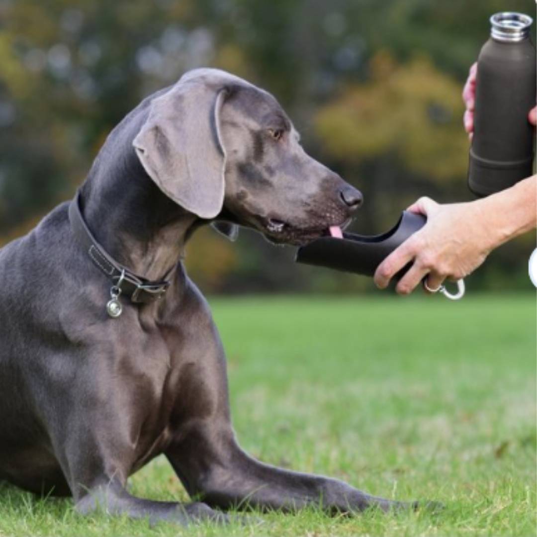 KONG H2O Insulated Dog Water Bottle 01