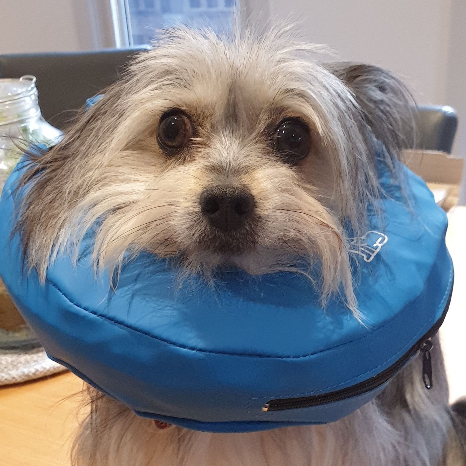 Buster Inflatable Medical Post Surgery Protective Nylon Collar 04