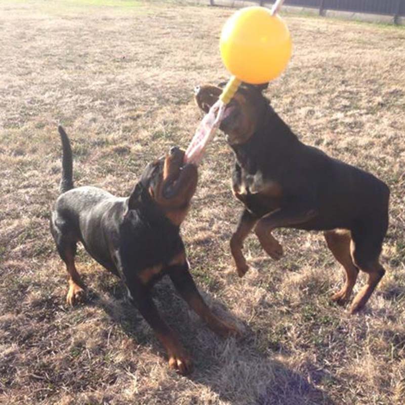 Aussie Dog Home Alone Dog Toy 03