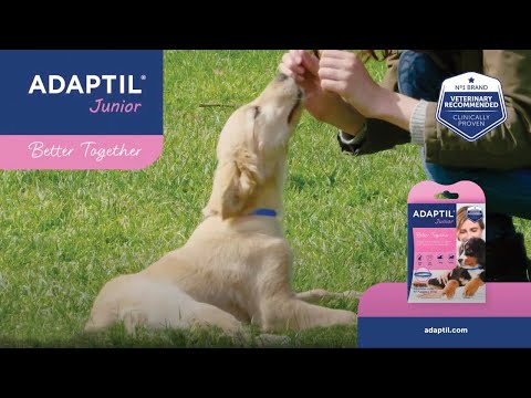 Adaptil Junior/Puppy Collar 04