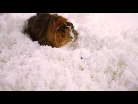 Kaytee Clean & Cozy Natural Bedding 24.5l | PeekAPaw Pet Supplies