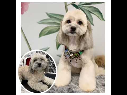 Plush Puppy O.M.G Ready To Use Grooming Spray 01