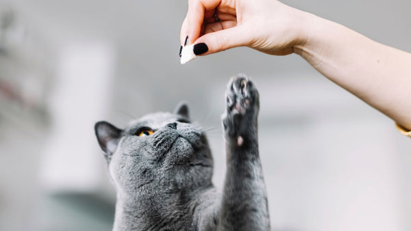 Should You Give Your Cat Treats: Everything You Should Know