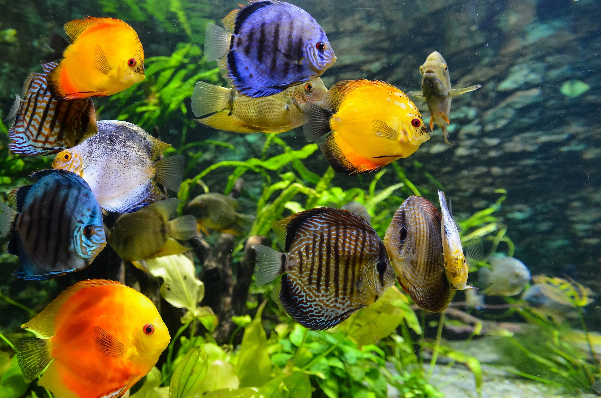 fish