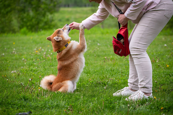 Teach Your Dog New Tricks Using PeekAPaw Training Essentials