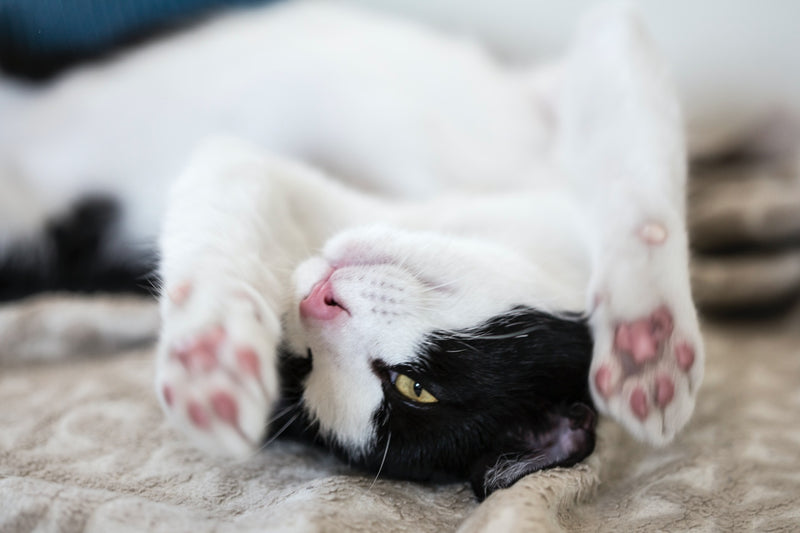 Ziwi Peak Cat Food: An Unbeatable Choice for Your Feline Friend