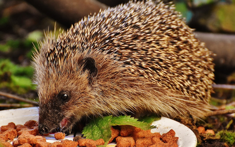 hedgehog eating