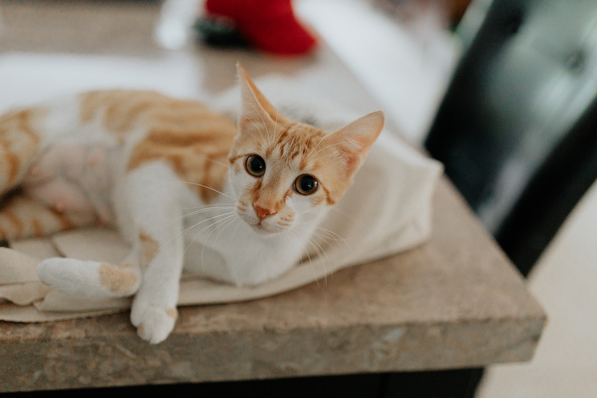 Creating a Healthier Home Environment for Pets with the Right Products