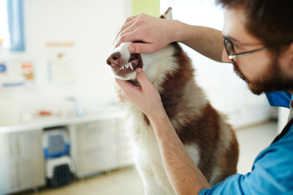 Ensuring Proper Dental Care for Your Pets with the Right Tools and Techniques