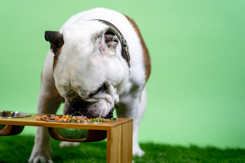 The Ultimate Guide to Ziwi Peak: Best Choice for Your Pet's Nutrition