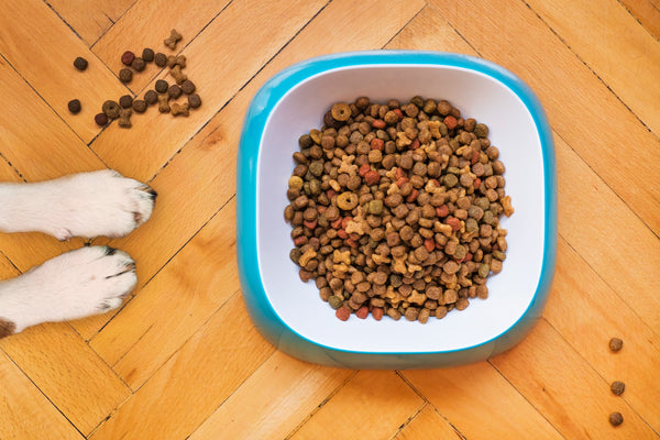 Understanding Your Pet’s Nutritional Needs: A Brief Guide