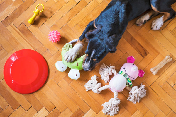 Pet Enrichment at Home: Toys and Accessories from PeekAPaw