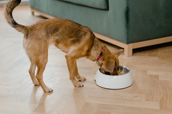 The Unique Benefits of Ziwi Peak Dog Food: A Cut Above the Rest