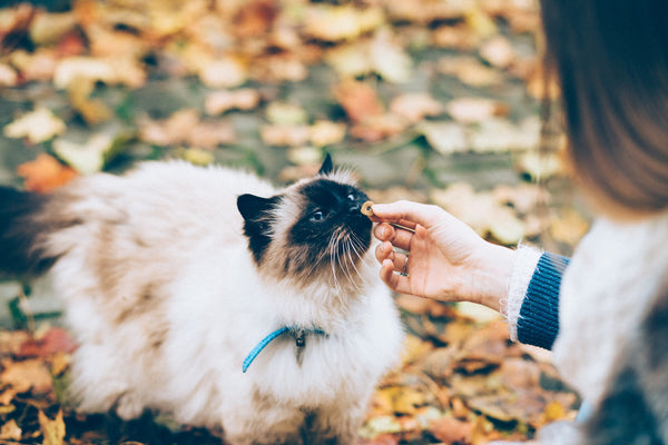 A Guide to Knowing the Benefits of Giving Pets Probiotics