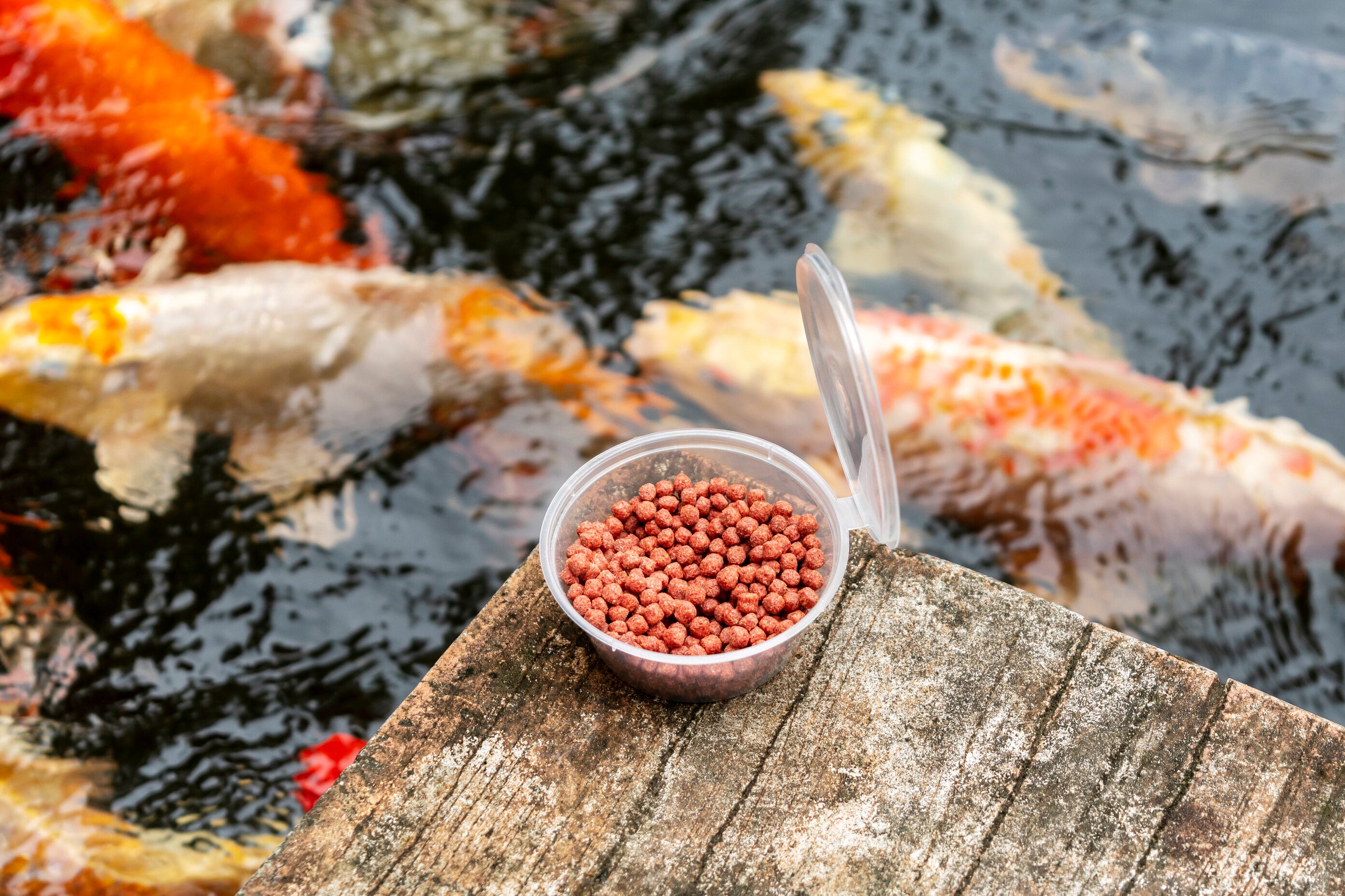 Fish feed