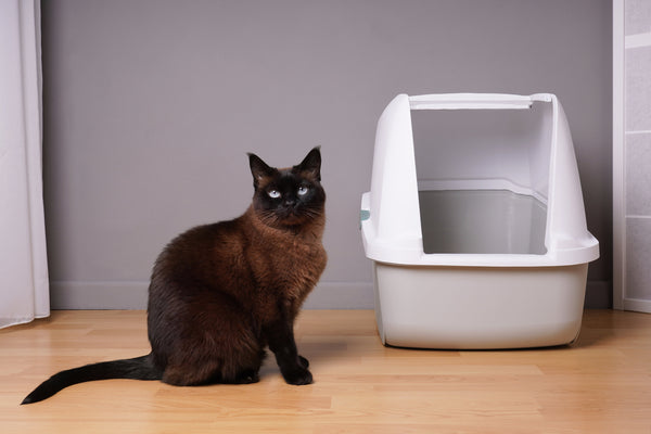 Cat with a litter box