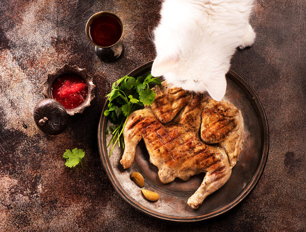 white cat eating fried chicken