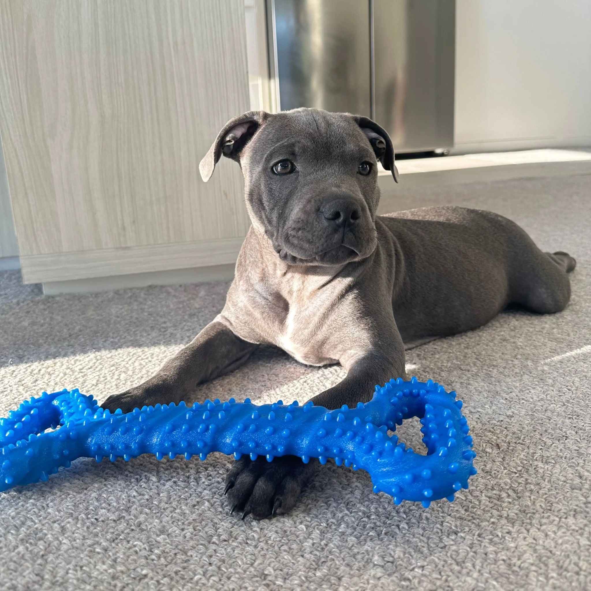 Happy Staffy Co Tommy Tug Handle Dog Toy