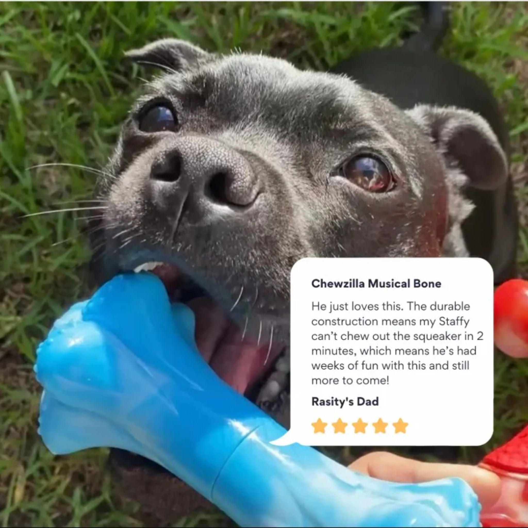 Happy Staffy Co Chewzilla Musical Bone Dog Toy