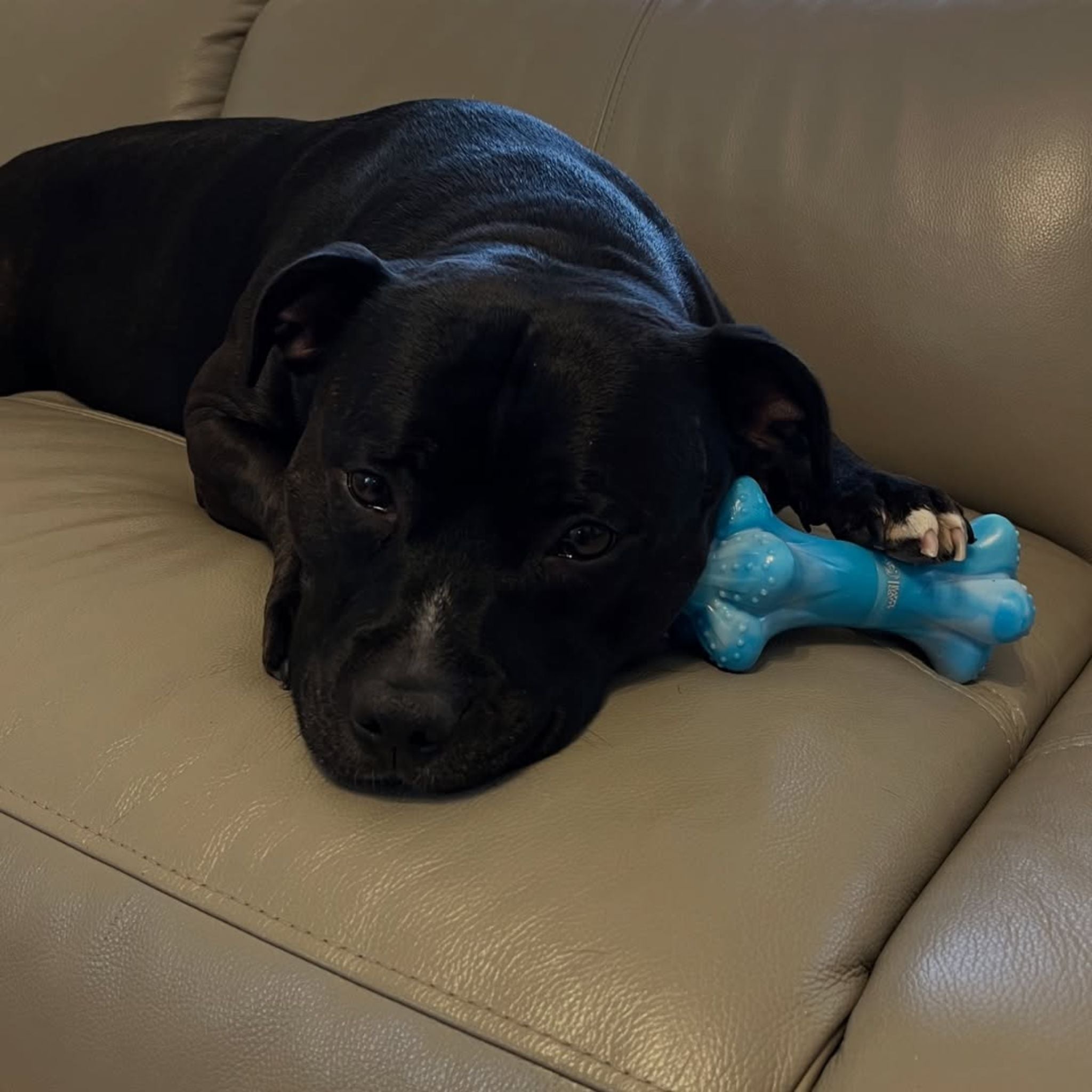 Happy Staffy Co Chewzilla Musical Bone Dog Toy