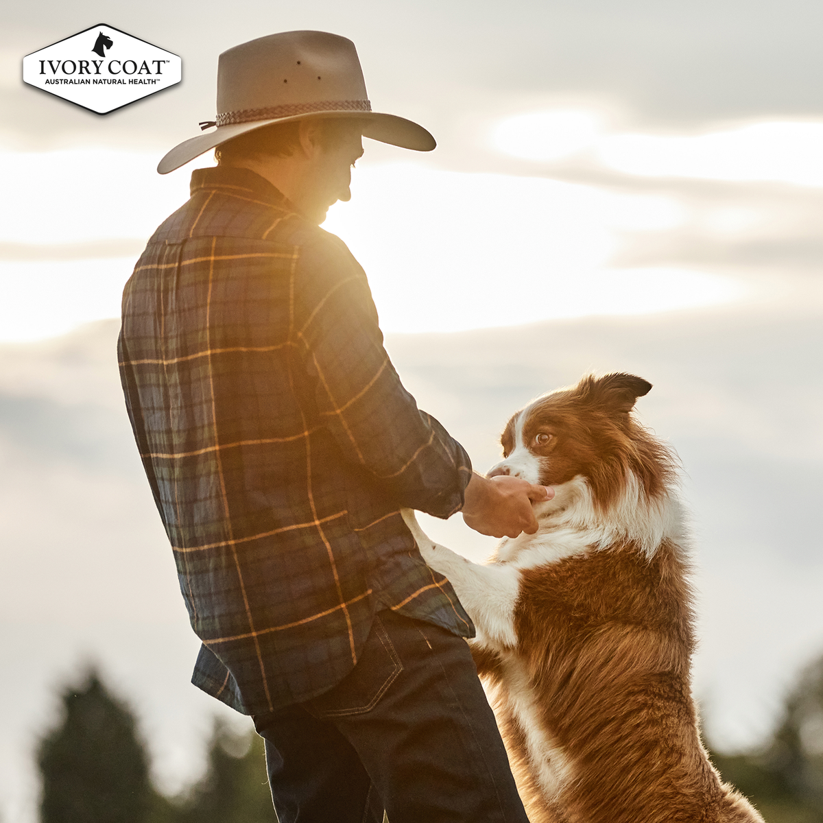 A man greeting a Border Collie at sunset, Ivory Coat lifestyle photo