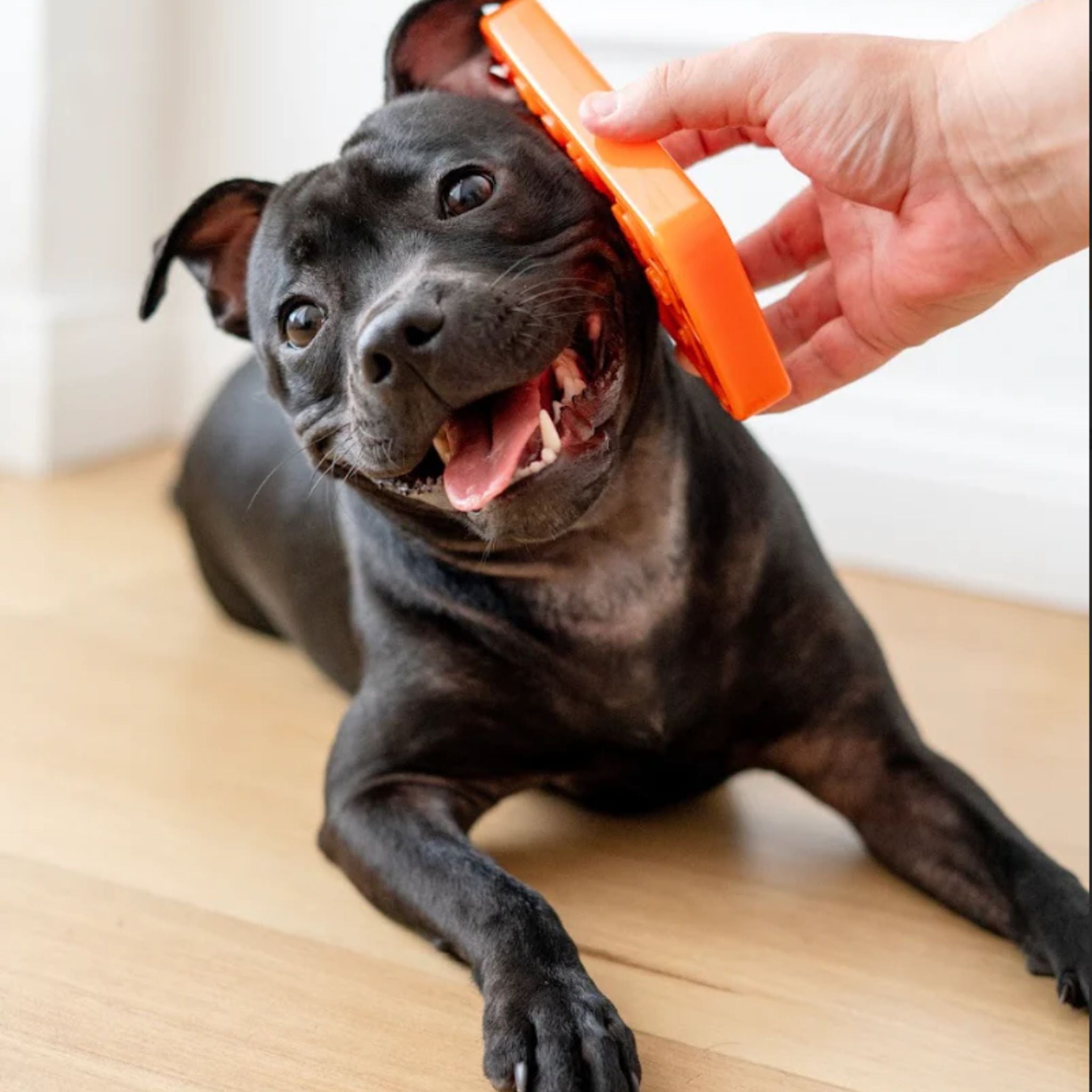 Happy Staffy Co Chewzilla Ibone Dog Toy