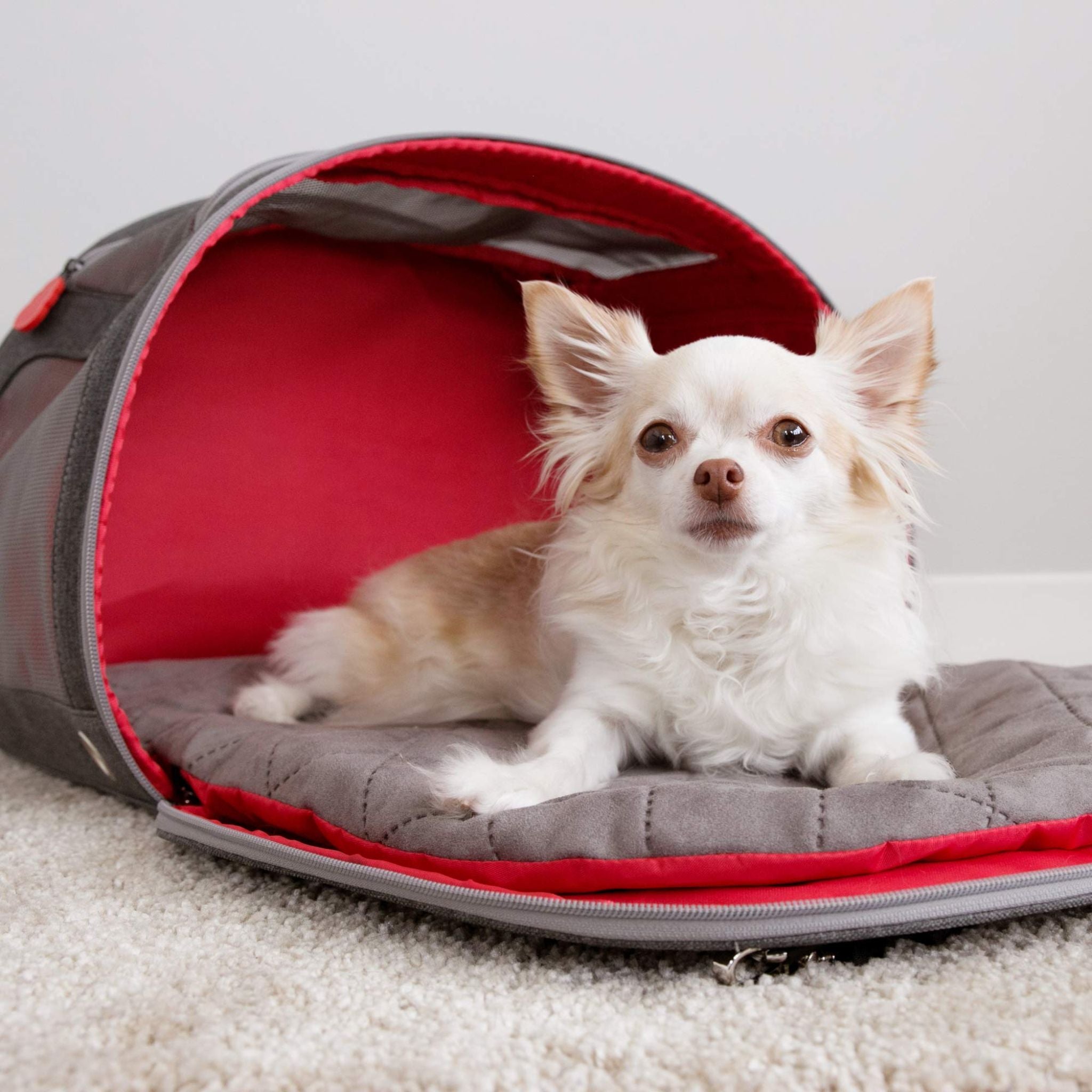 KONG Pet Carrier & Travel Bed Mat 2-In-1