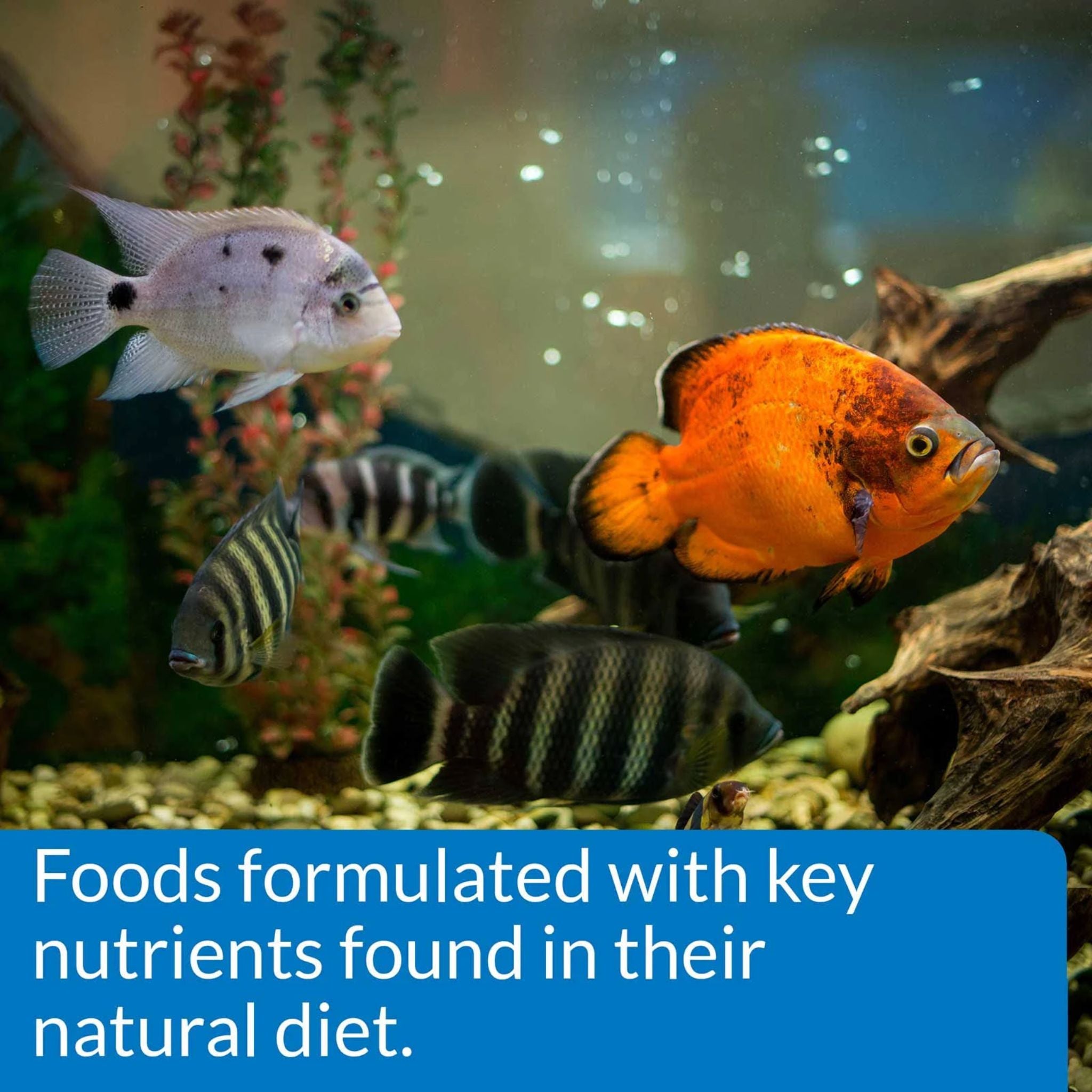 API Floating Cichlid Pellets Medium