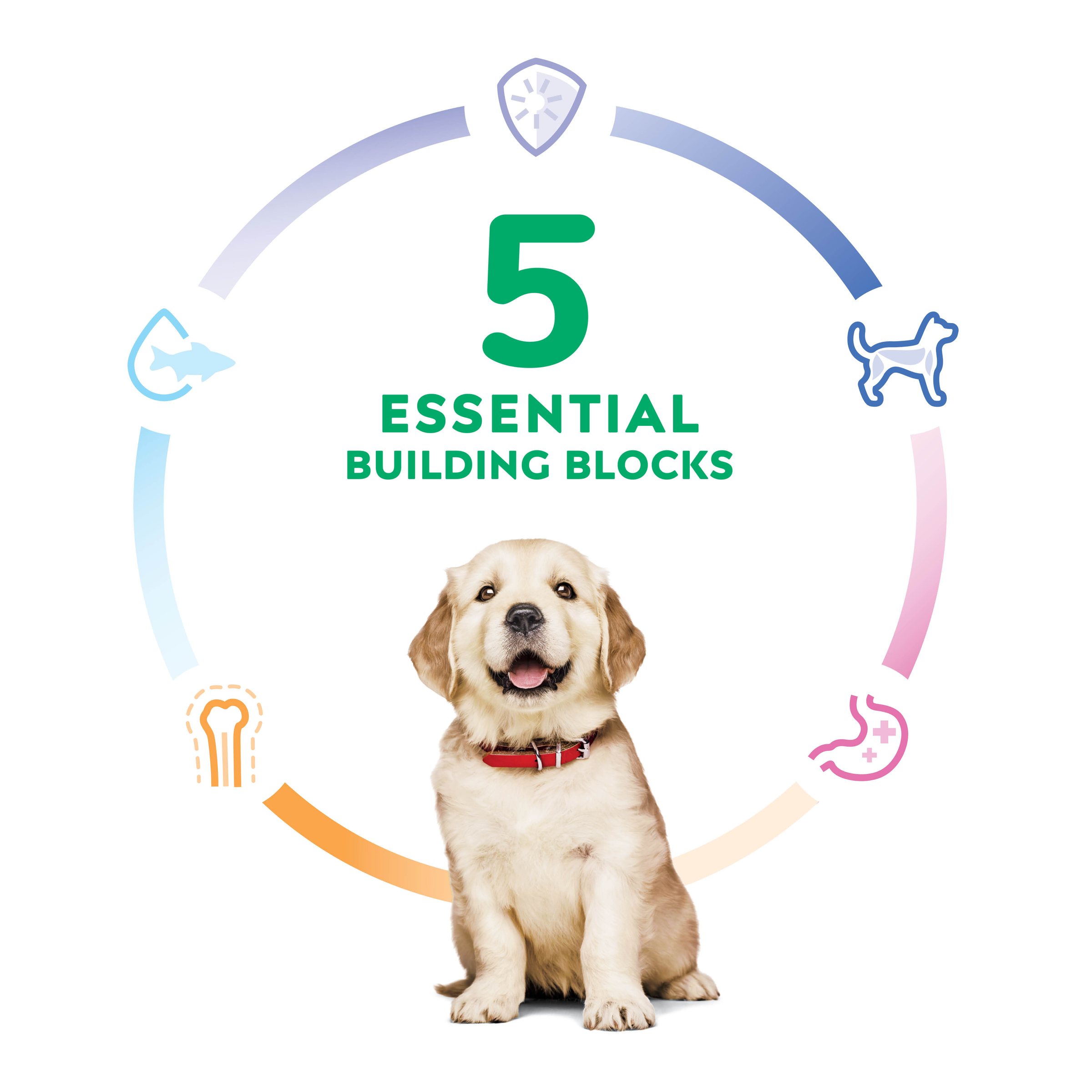 Five essential building blocks graphic around a golden retriever puppy, Hill's Science Diet