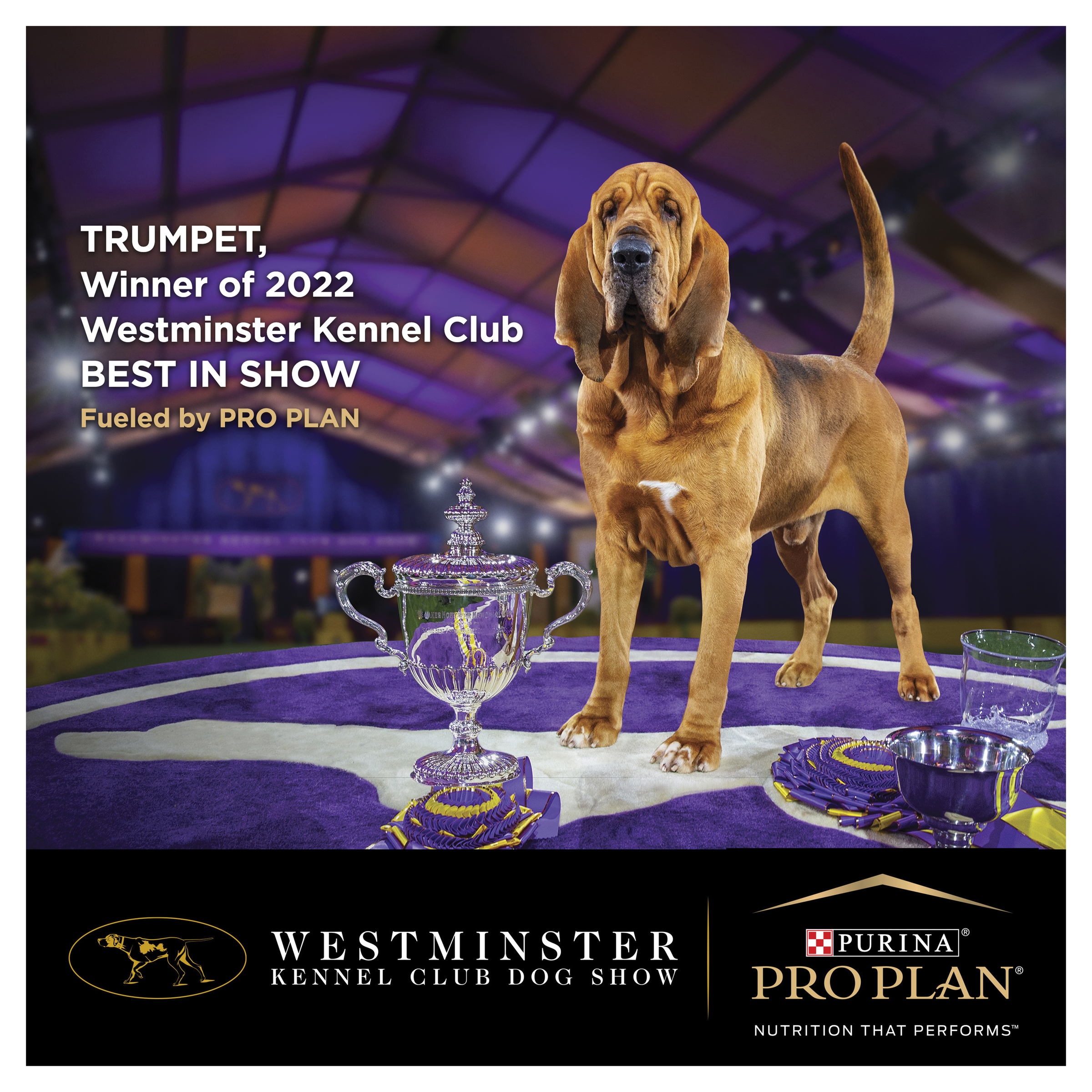 Westminster Kennel Club sponsorship photo of Trumpet, the bloodhound that won Best in Show in 2022