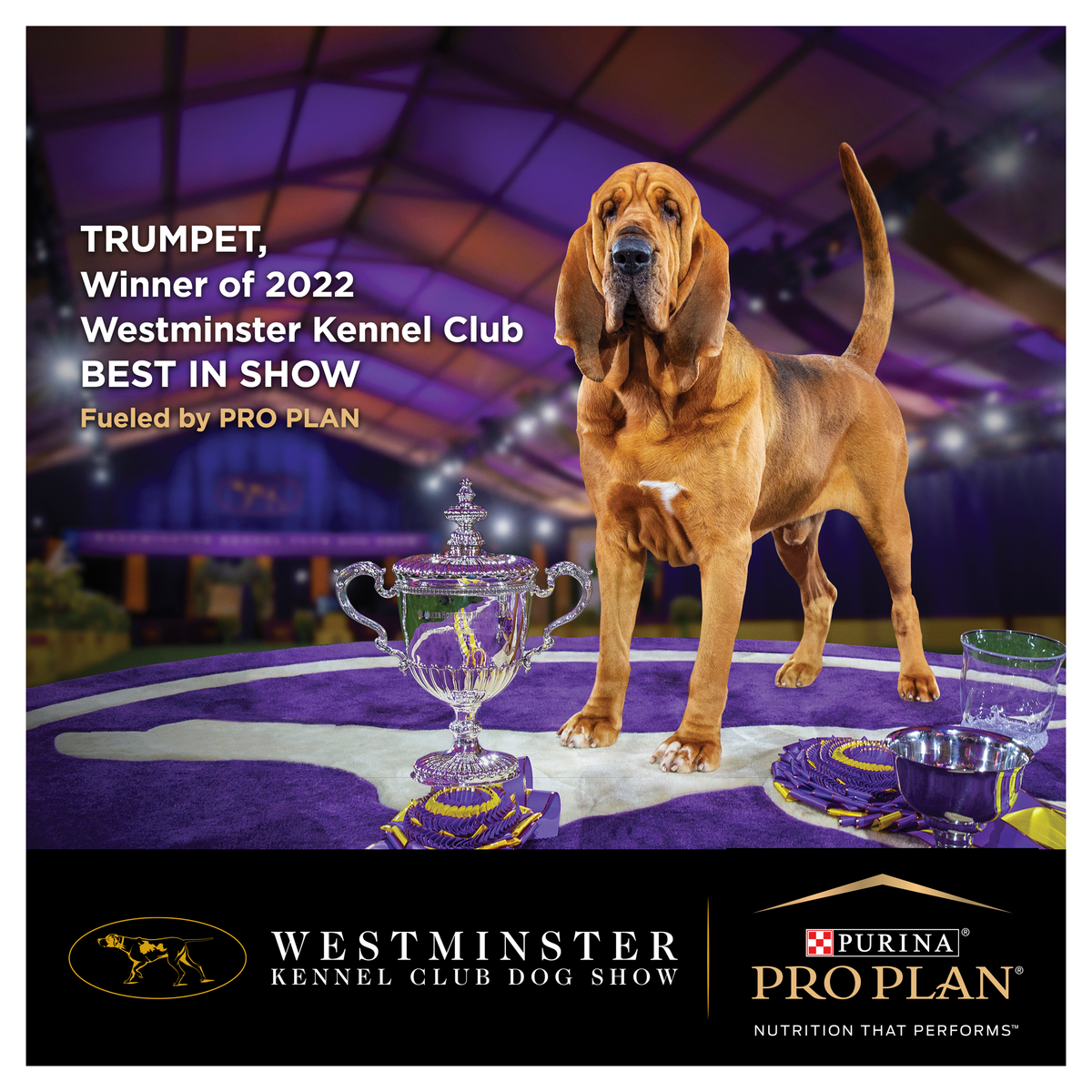 Westminster Kennel Club sponsorship photo of Trumpet, the bloodhound that won Best in Show in 2022