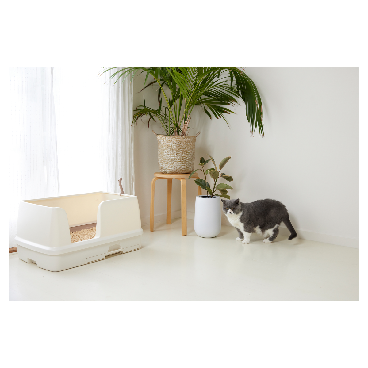 Black and white cat walking past a cream Ezi-LockOdour XL litter box and pot plants