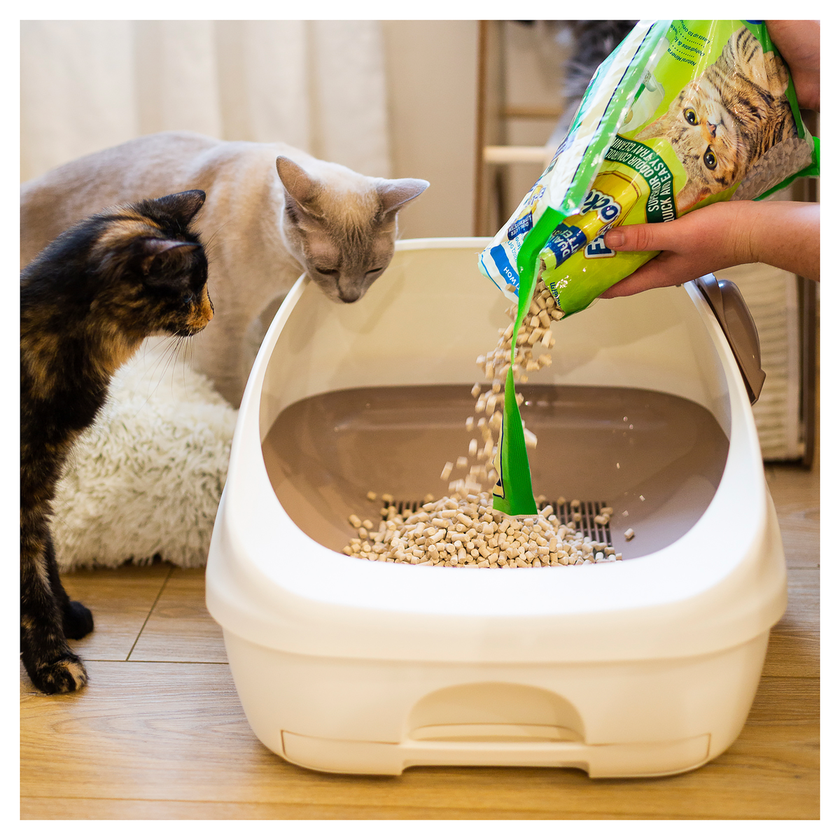 Two cats watching zeolite pellets being poured into a cream Ezi-LockOdour litter tray