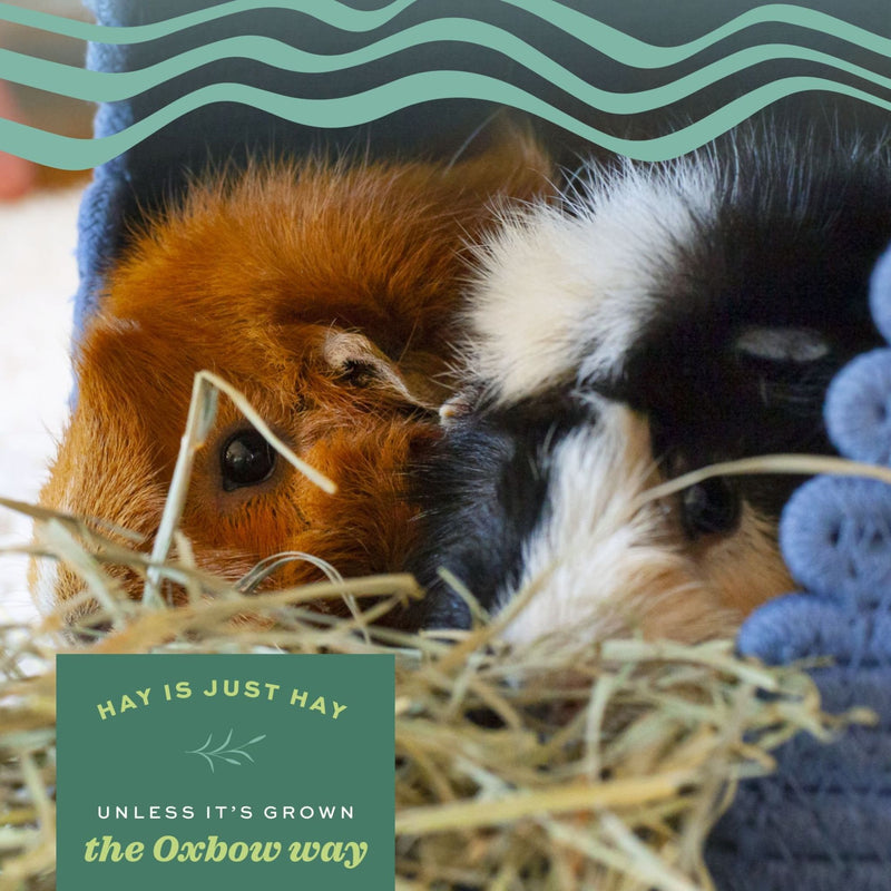 Oxbow Oat Hay