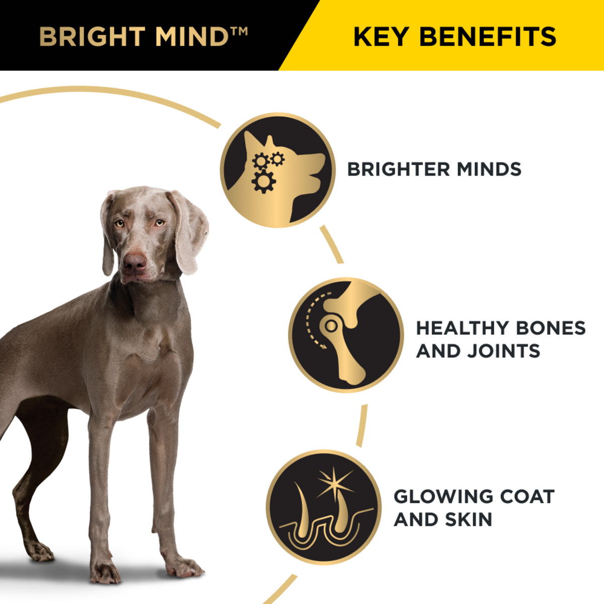 PRO PLAN Bright Mind key benefits with a weimaraner: mental sharpness, joints, coat and skin