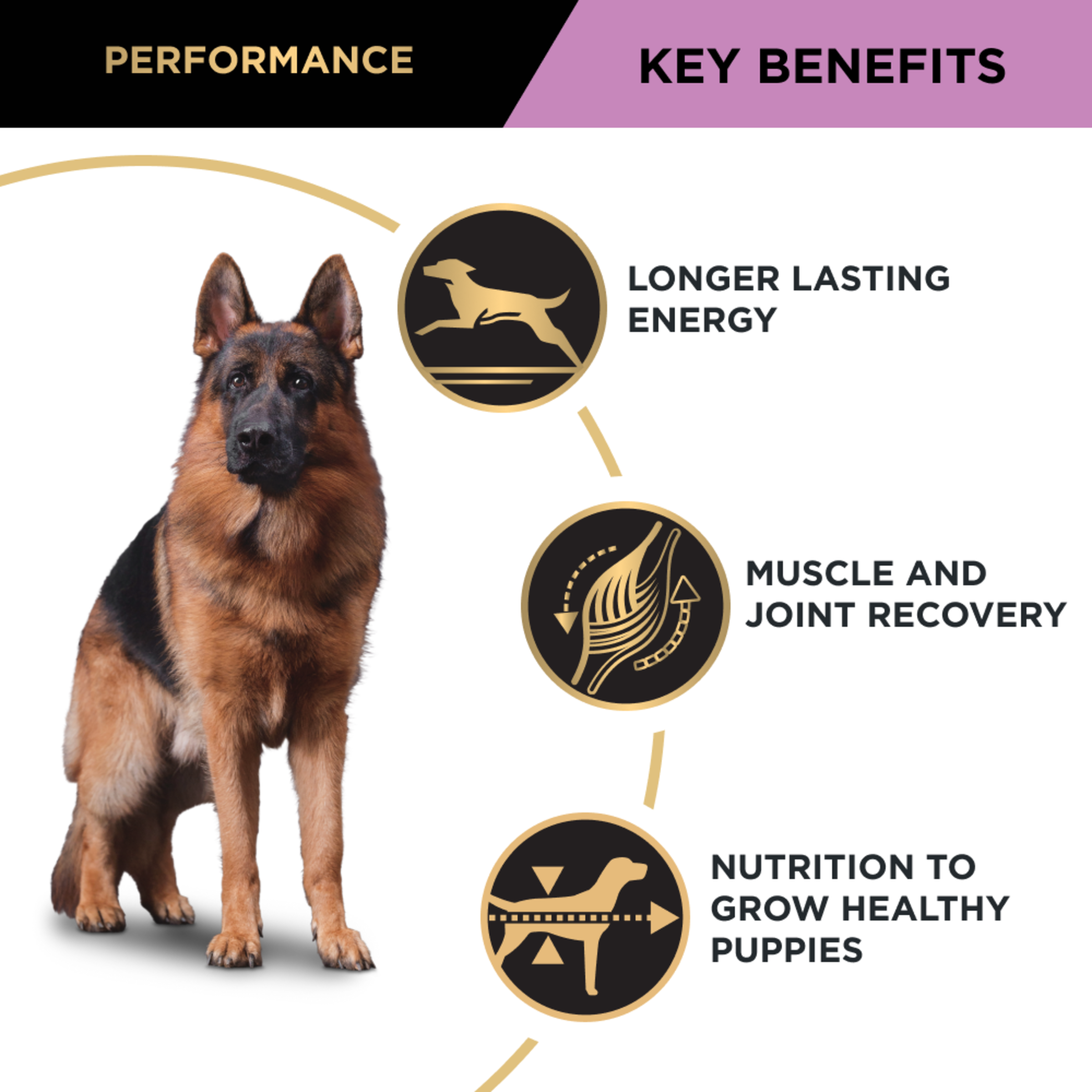 PRO PLAN Performance key benefits with a German shepherd: energy, muscle and joint recovery